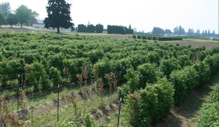 Результат американской селекции малина Каскад делайт