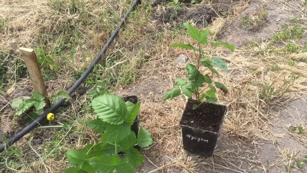 Подробное описание и характеристика сорта Эвергрин Торнлесс