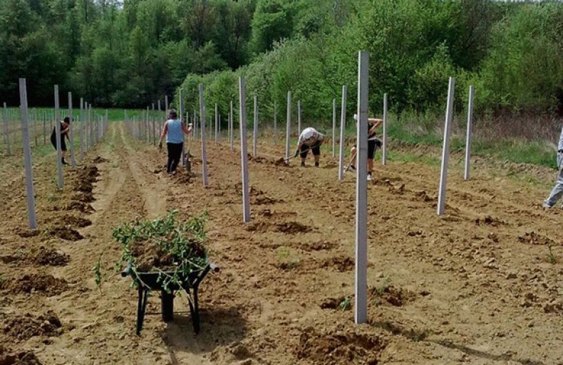 Описание ведущего американского сорта ежевики Честер