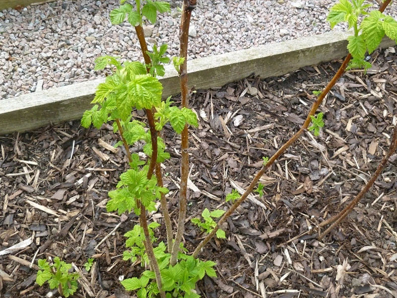 Ранний сорт малины Бриллиантовой с высокой продуктивностью