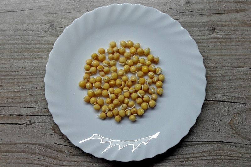 Правильное проведение проращивания гороха