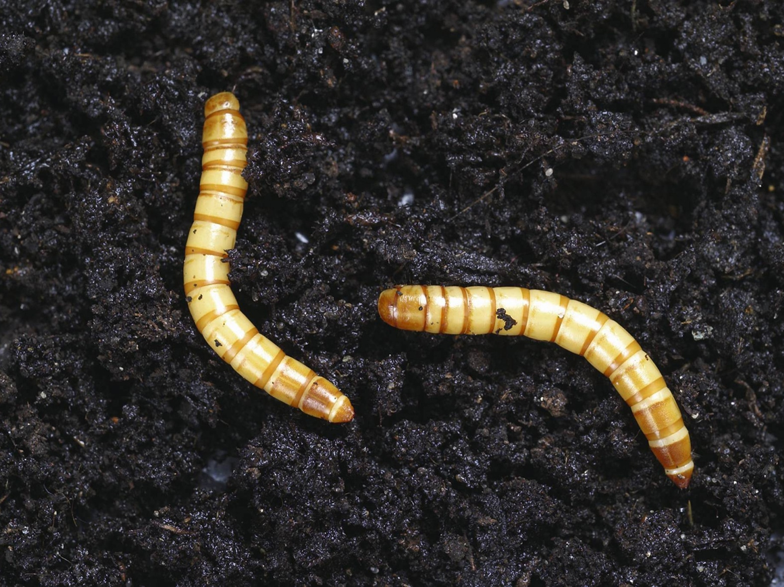 Почвенные вредители картофеля и меры борьбы с ними