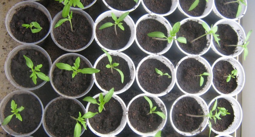 Преимущества и особенности сорта томата Пинк Парадайз