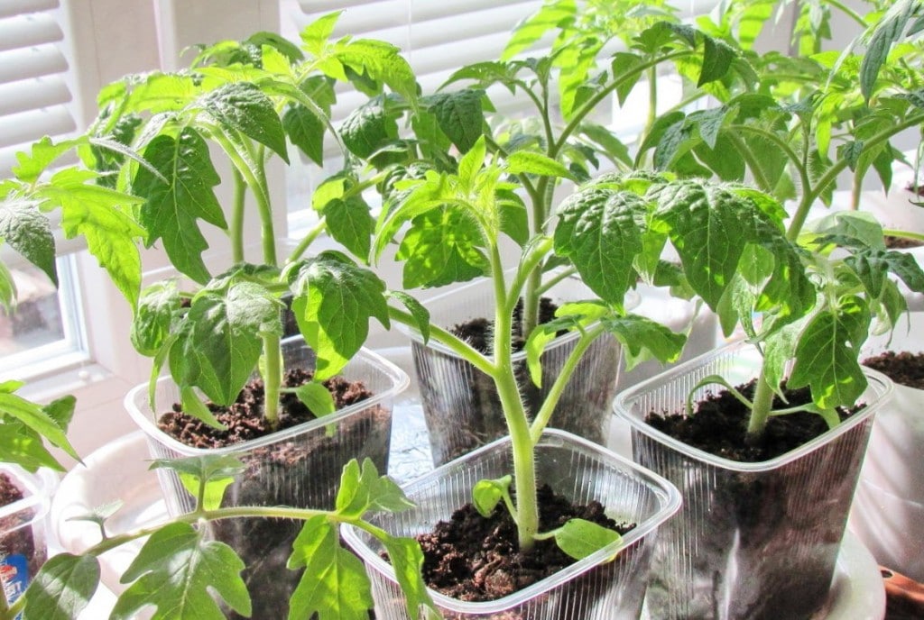 Раннеспелый и низкорослый сорт томата Клуша