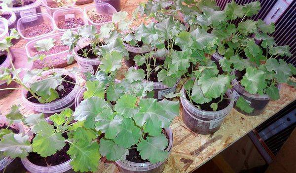 Описание и характеристика листовой капусты Кейл