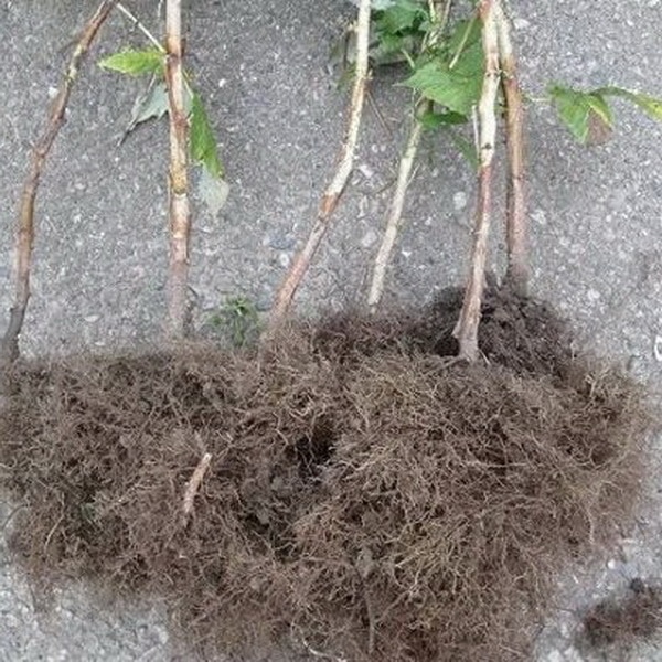 Ранний крупноплодный сорт малины Патриция