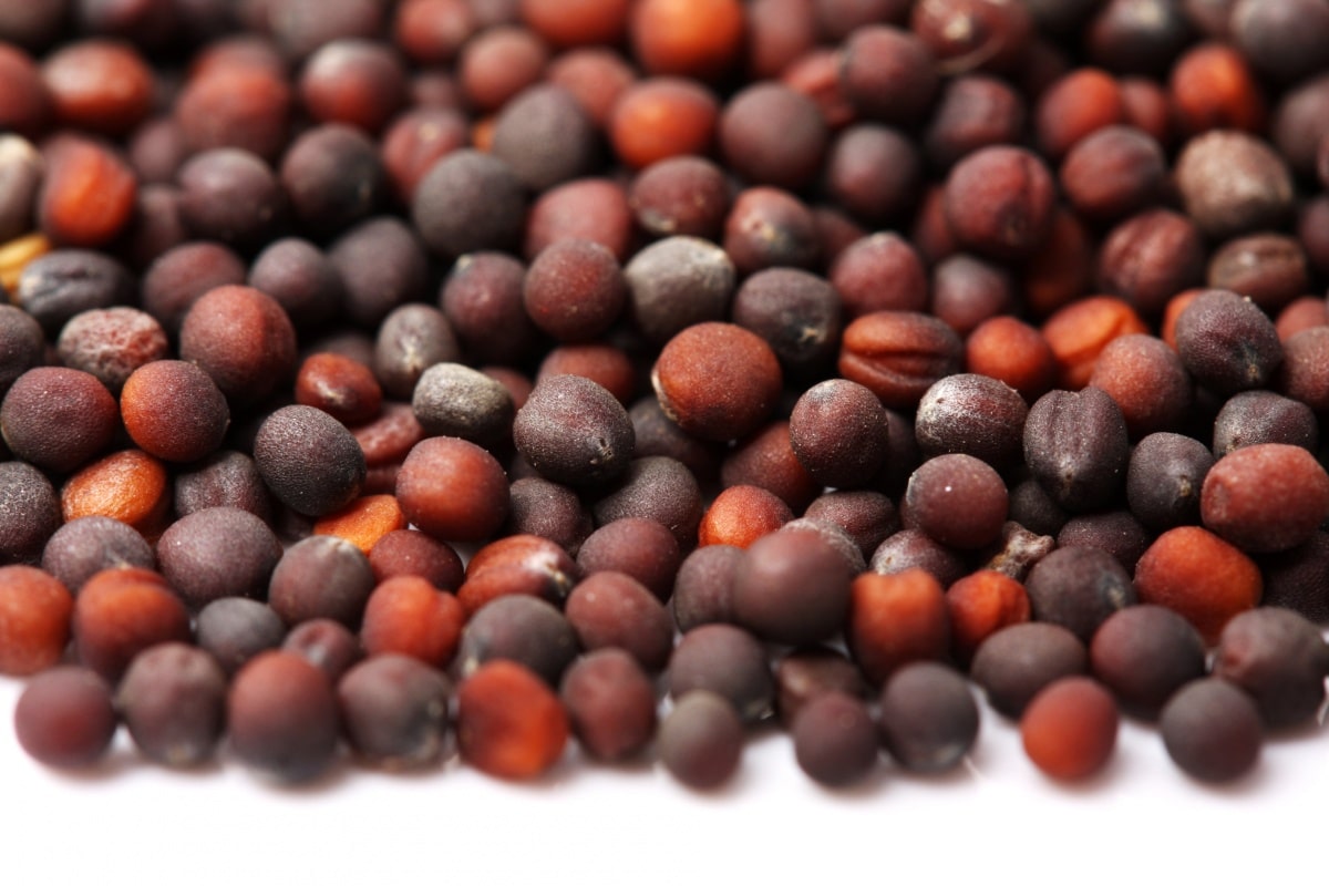 Выращивание рассады капусты в домашних условиях