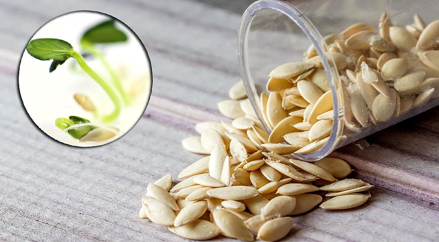 Описание отечественного гибрида огурцов Кураж