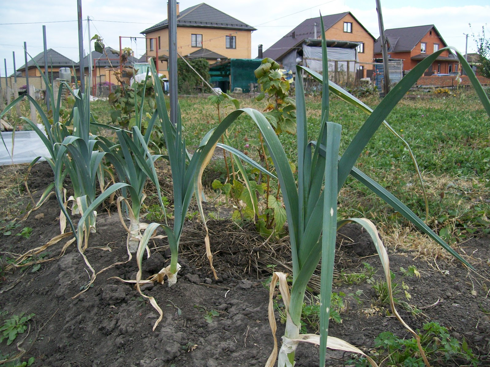 Как сохранить урожай лука-порея в квартире, после выкапывания с грядки