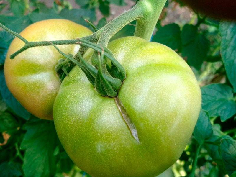 Причины растрескивания помидор в открытом грунте и теплице