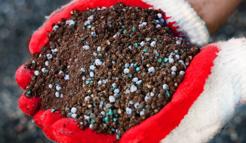 Неоднозначный новый польский сорт ежевики Бжезина