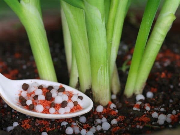 В чем преимущества лука Коррадо F1, как его надо сажать и выращивать