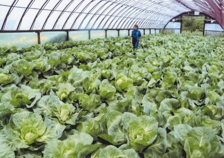 Особенности капусты Айсберг и как правильно хранить урожай