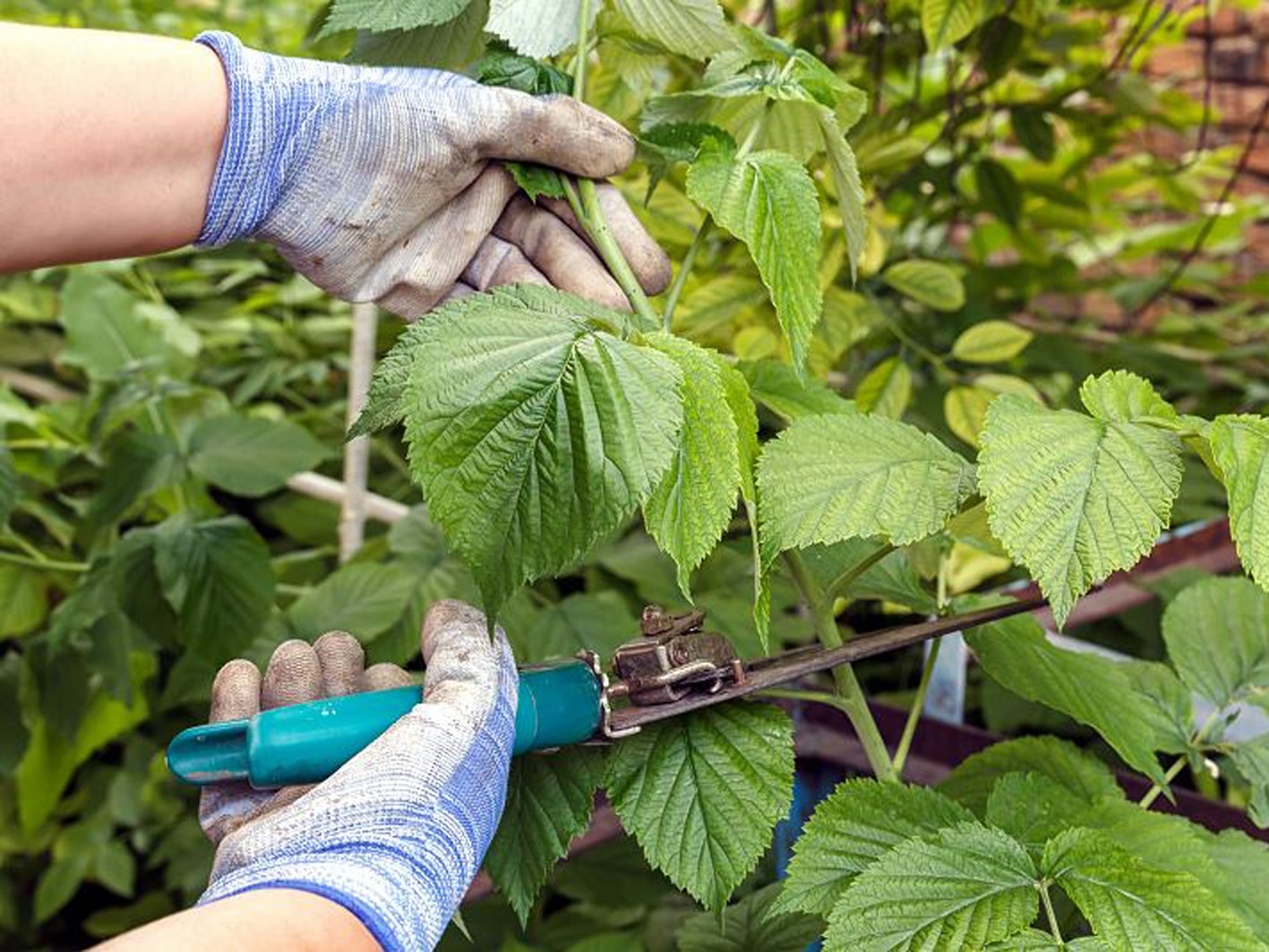 Когда и как обрезать ремонтантную малину на зиму