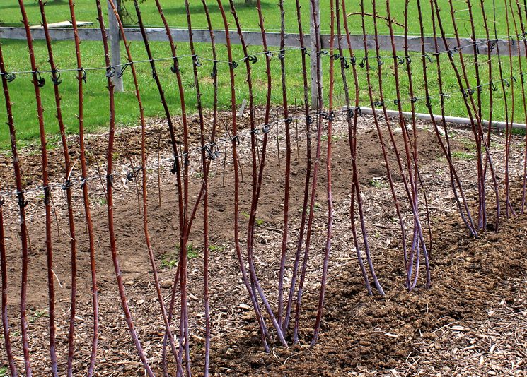 Как обрезать малину весной для хорошего урожая