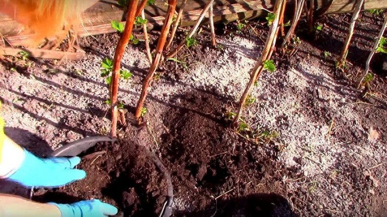 Чем обработать малину осенью после обрезки