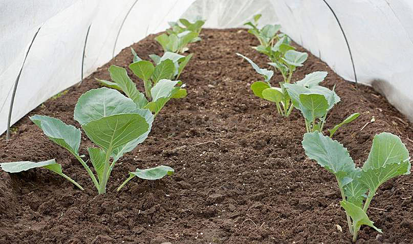 Правильная посадка капусты в открытый грунт или теплицу