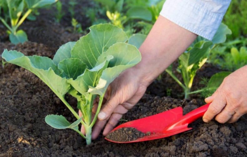 Особенности и популярные сорта краснокачанной капусты