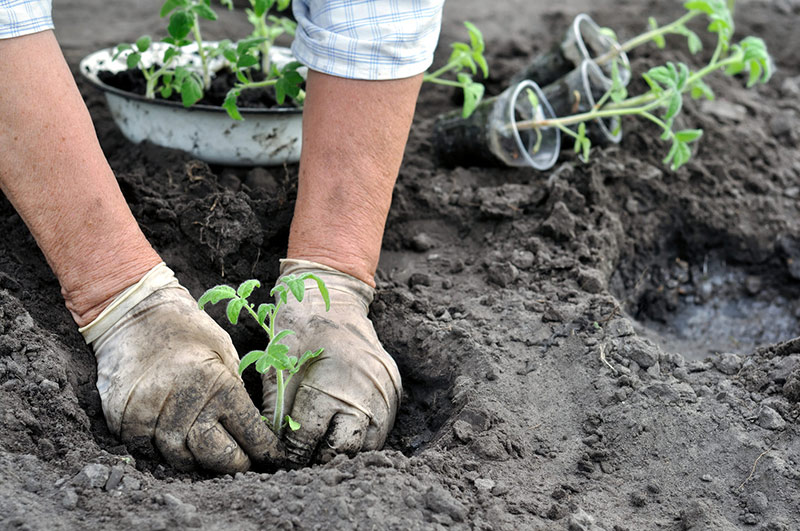 Отличительные черты и особенности томата Корнабель