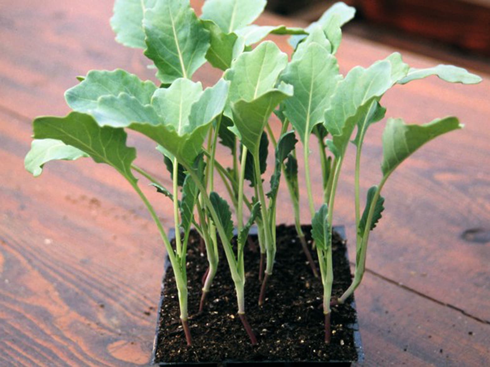 Особенности белокочанной капусты сорта белорусская