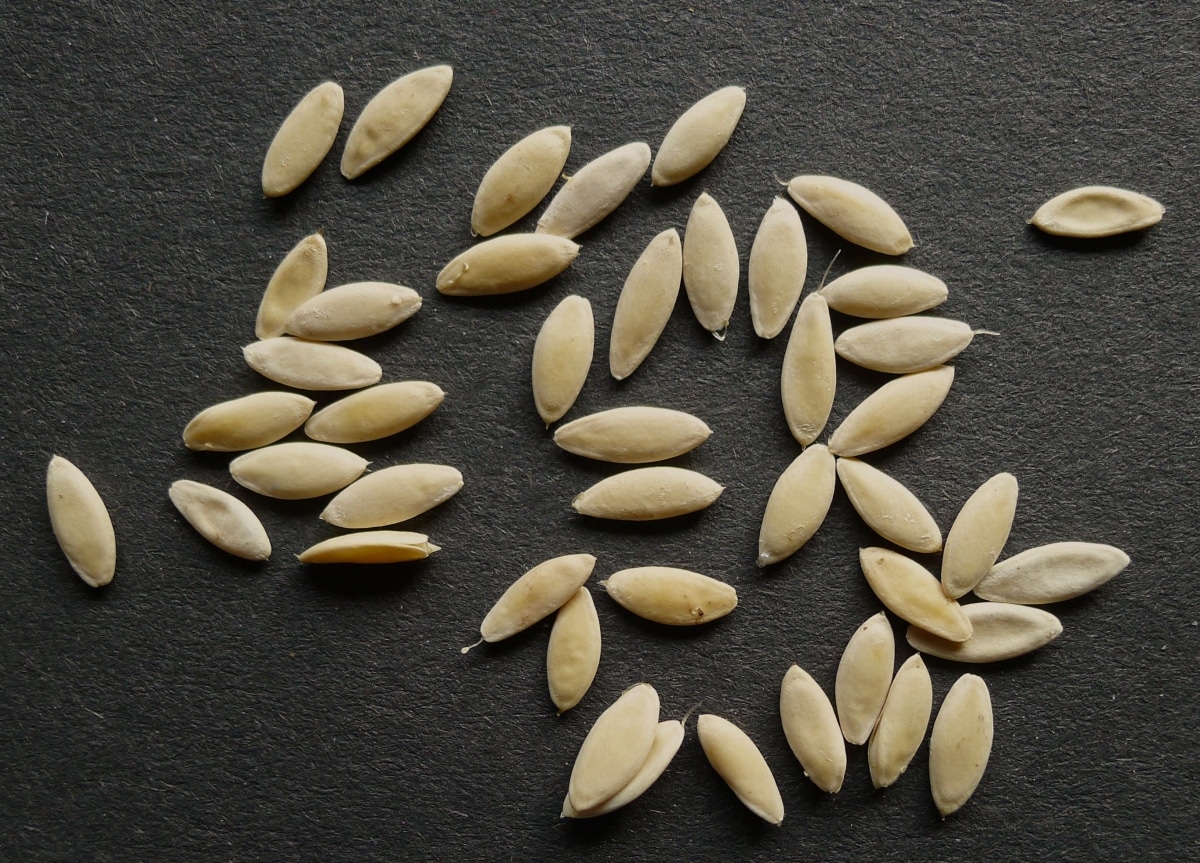 Тонкости выращивания и ухода за огурцами в бочке