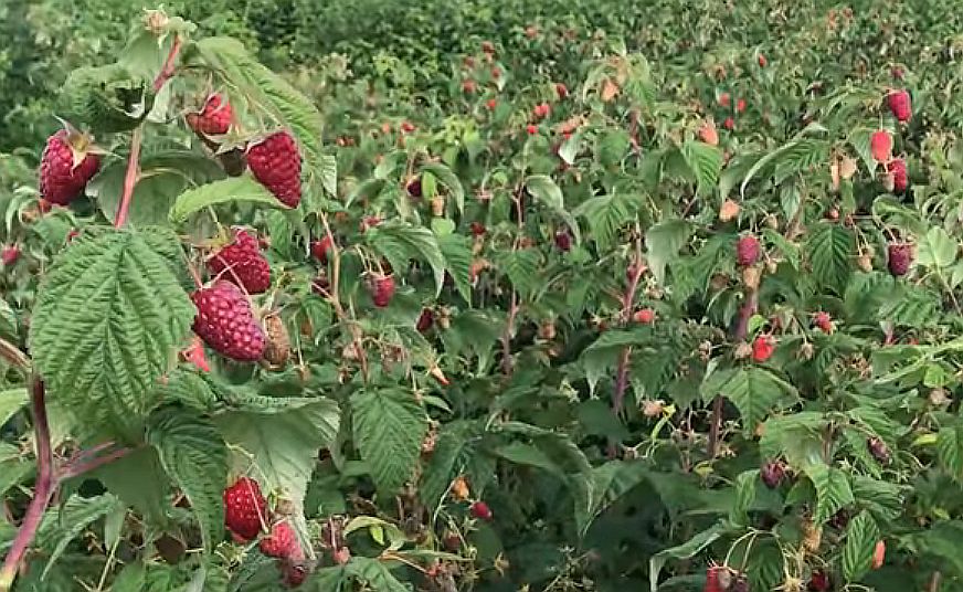 Какие сорта ремонтантной малины лучше всего сажать в Подмосковье