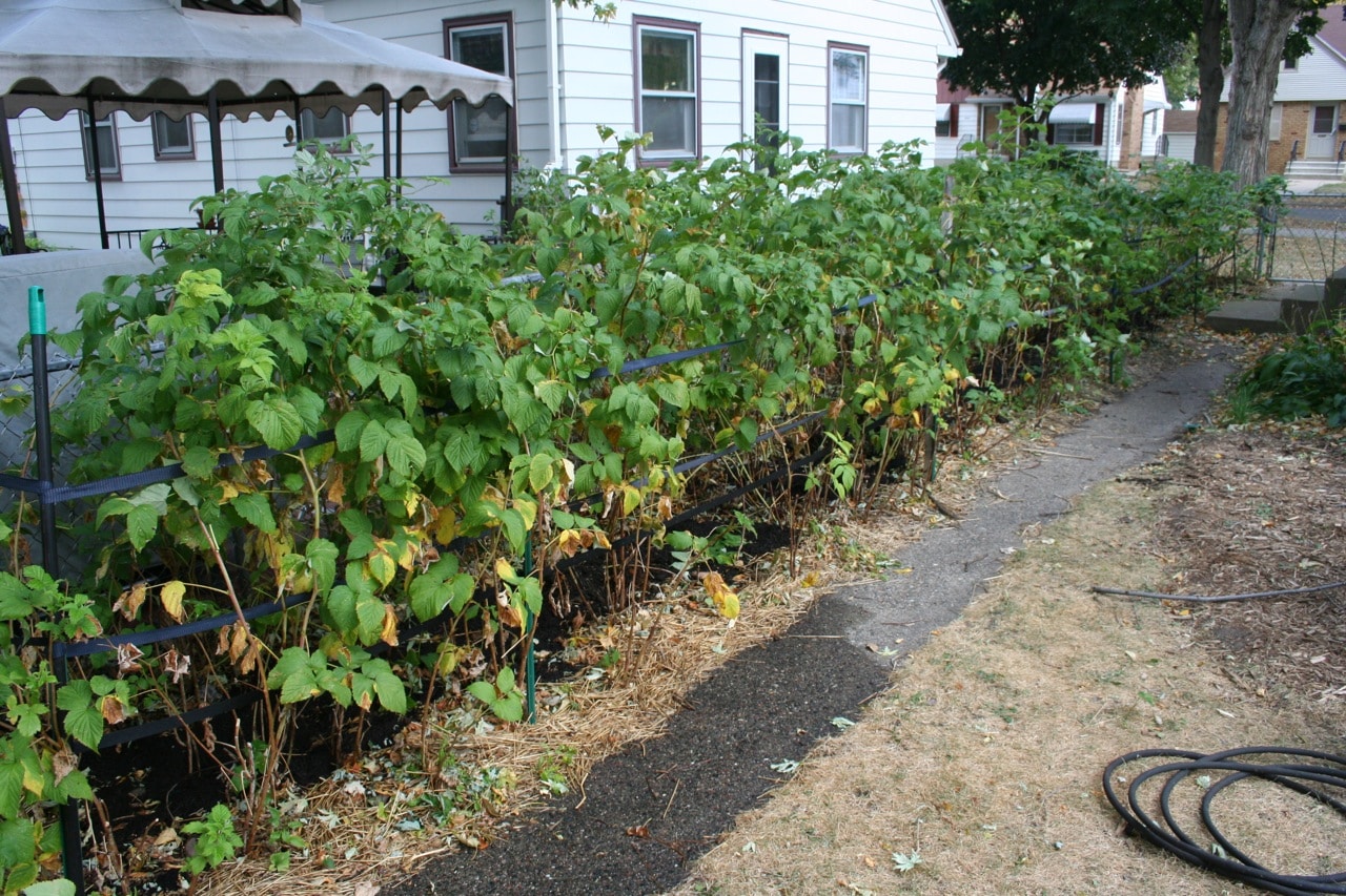 Где лучше посадить малину на дачном участке