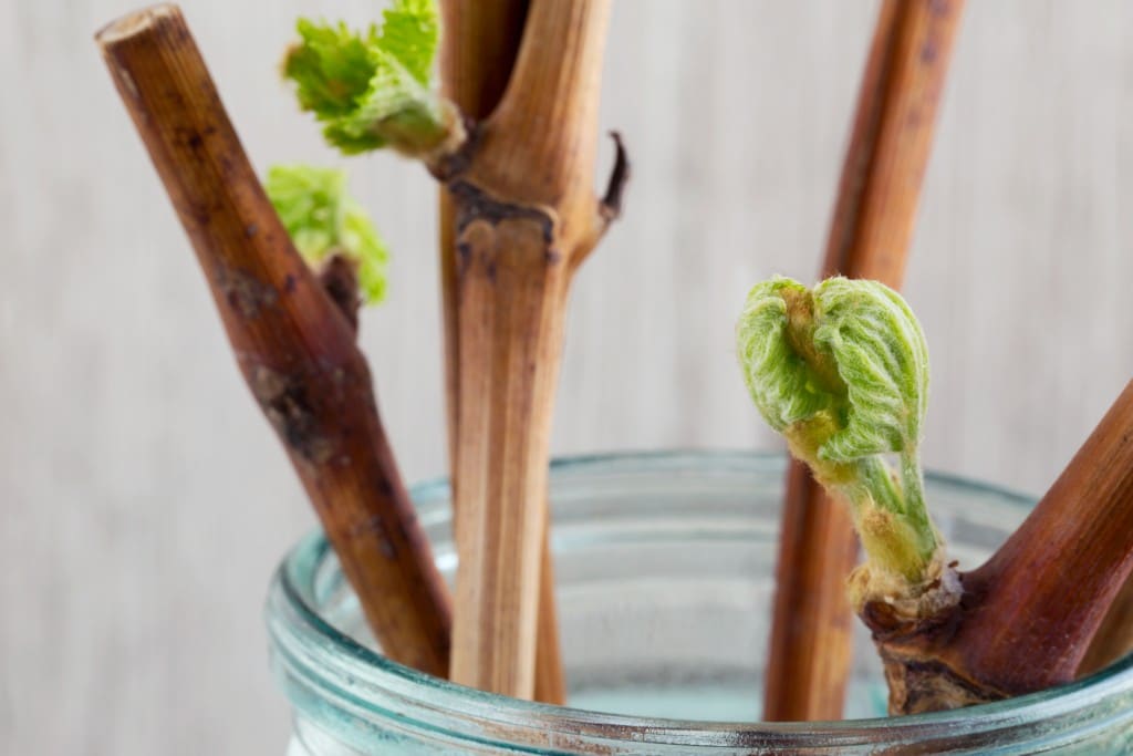 Выращивание сорта винограда Кодрянка для начинающих