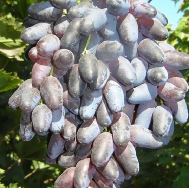 Описание винограда сорта Оригинал — правила выращивания