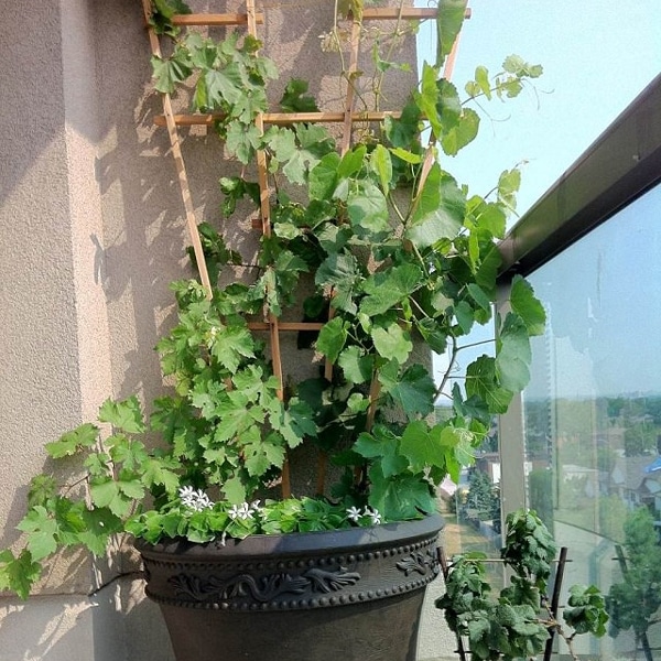 Как выращивать виноград на даче своими руками