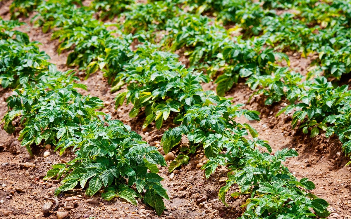 Посадка картофеля без ростков — будет ли он расти?