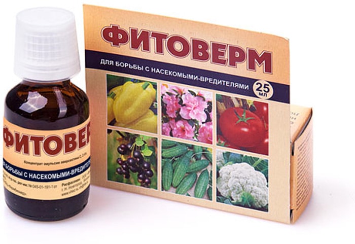 Методы и способы борьбы с тлей на огурце