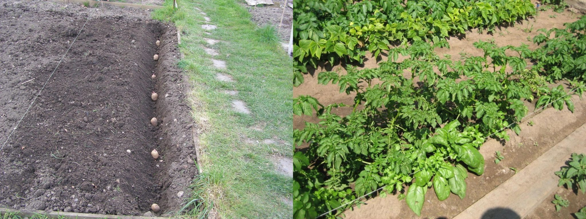 Описание сорта картошки «Родриго» — выращивание и хранение