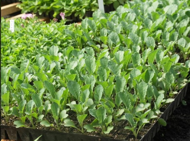 Основные сведения о характеристиках капусты Мегатон