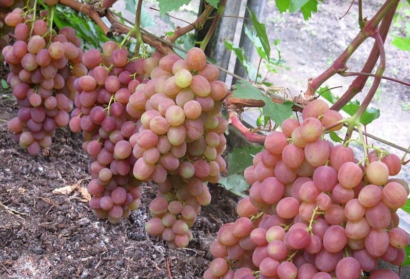 Выращивание Кишмиша — что это за сорт винограда?