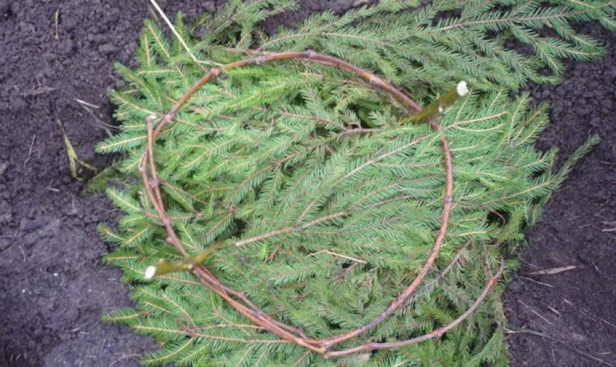 Особенности укрытия винограда на зиму в Сибири