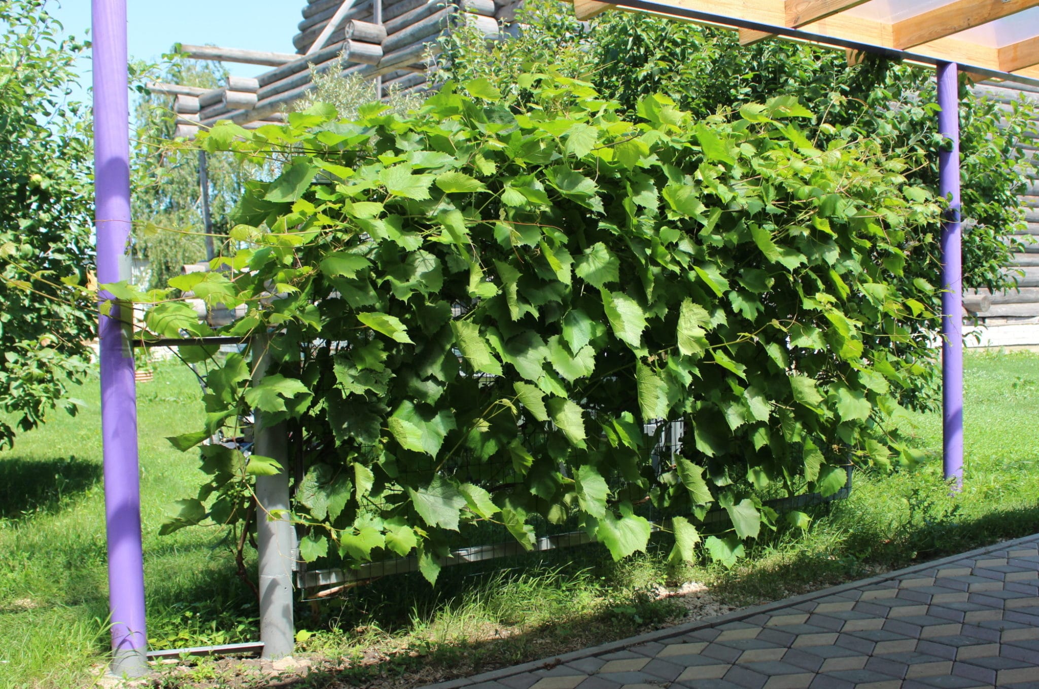 Посадка виноградной лозы летом — как правильно для новичков?