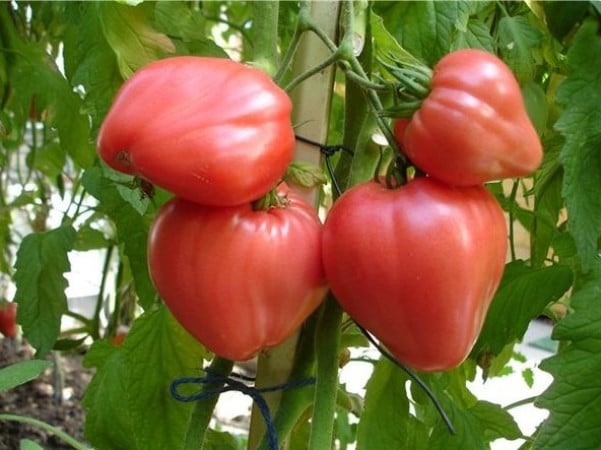 Высокоурожайные сорта томатов для теплиц из поликарбоната