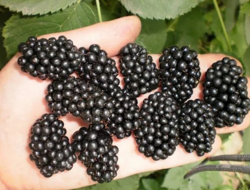 Виды ягодного кустарника ежевики и их описание