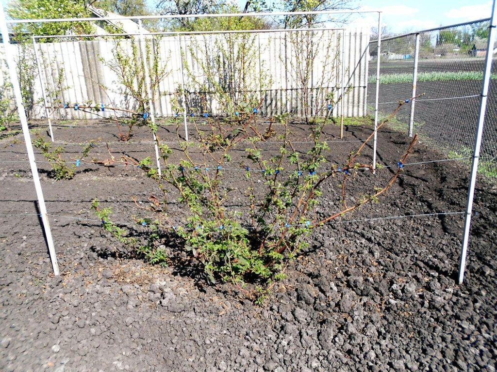 Новый ранний сорт ежевики с крупными плодами Карака Блэк