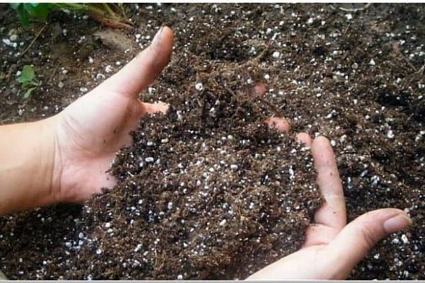 Все про виноград — чем подкармливать в период созревания ягод?