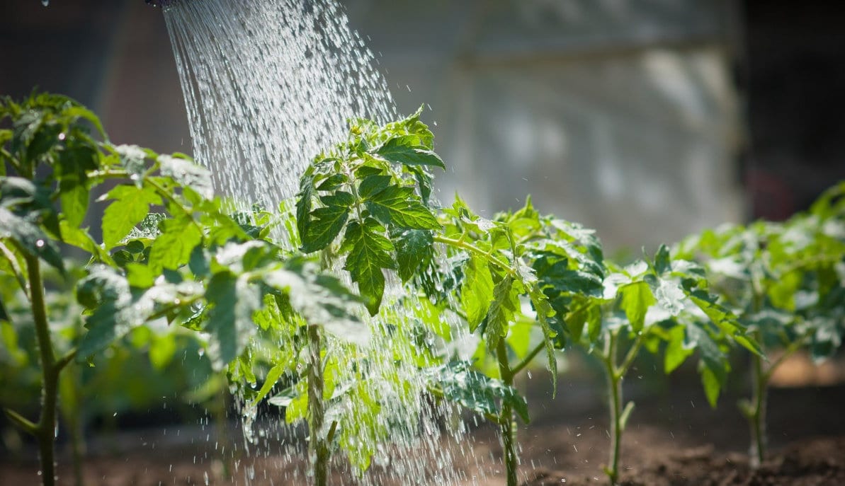 Характеристика и описание сорта томата Ракета