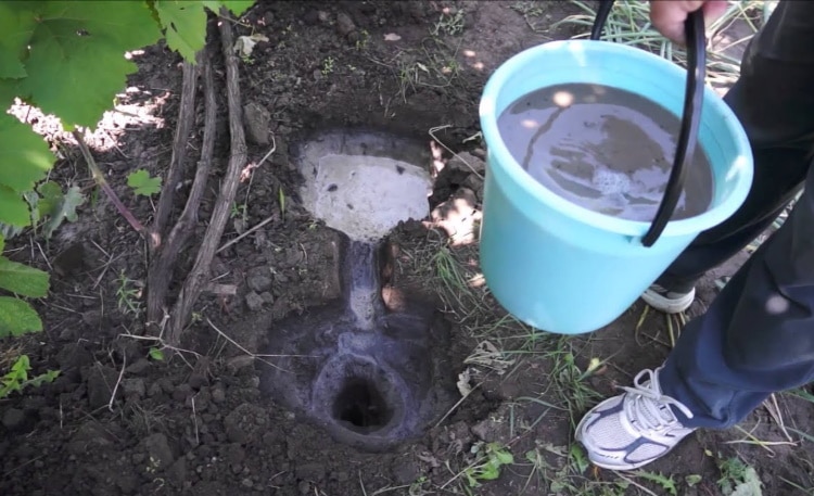 Как часто поливать виноград летом — меры предосторожности