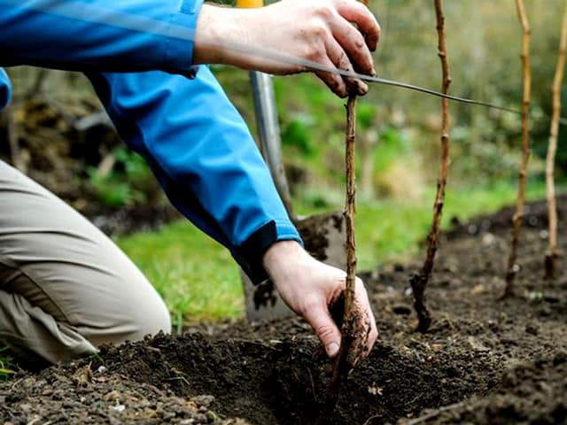 Как правильно ухаживать за ремонтантной малиной