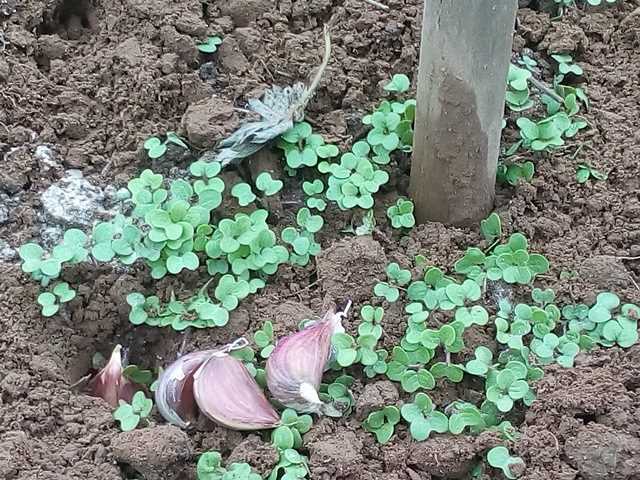 Подкормка чеснока при посадке в зиму — какие удобрения использовать