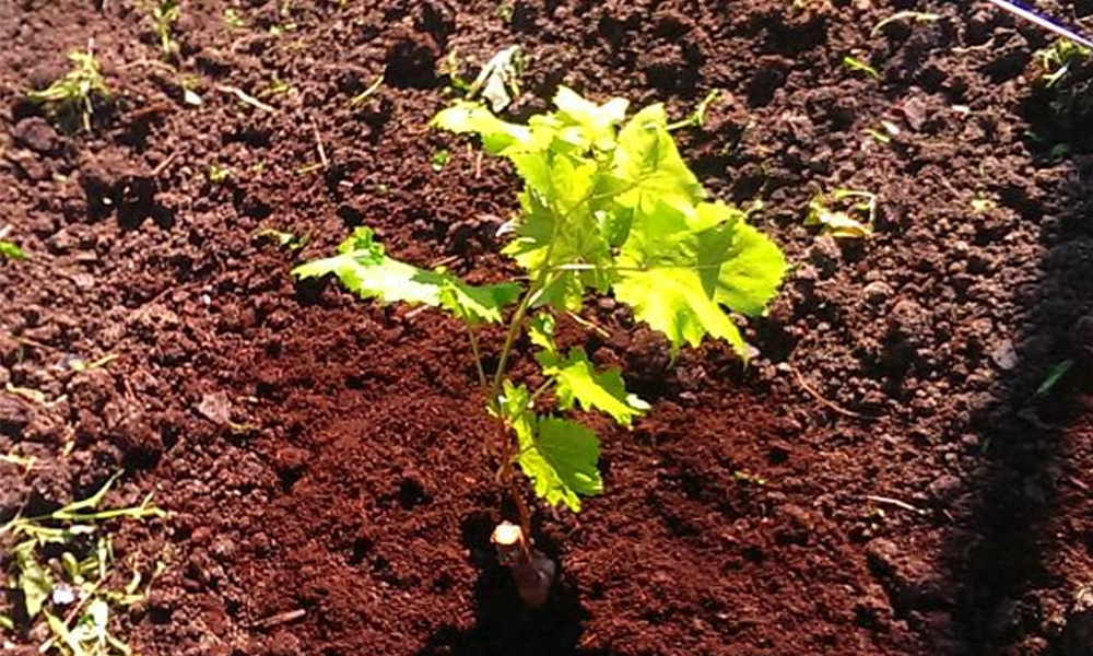 Выращивание виноградного сорта Академик (Памяти Дженеева)