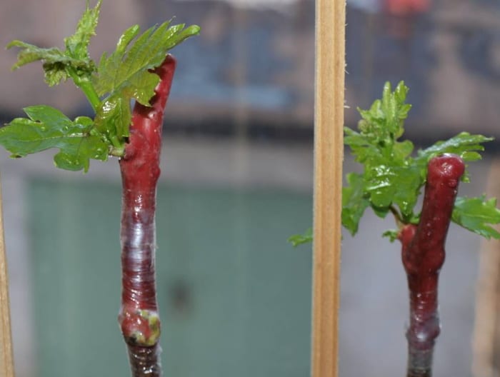 Как привить виноград осенью для начинающих