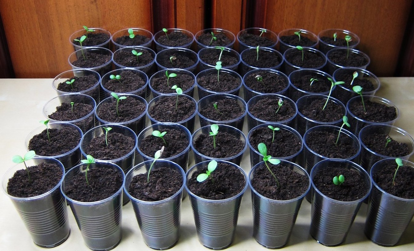 Свойства и многообразие видов цветной капусты