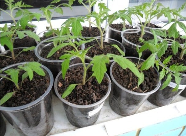 Обзор проверенных сортов и гибридов розовых томатов