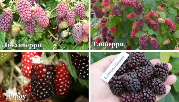 Как правильно сделать обрезку ежемалины осенью